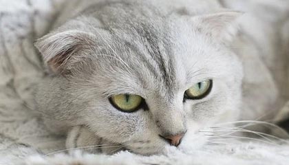 桐乡最新的高价找中介取公积金违法吗方法分享(桐乡中介取公积金怎么收费教程)