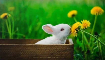 桐乡最新的高价找中介取公积金违法吗方法分享(桐乡中介取公积金怎么收费教程)